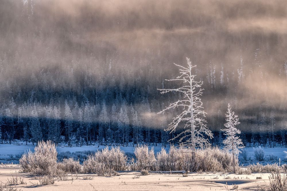 Yellowstone Foggy Sunrise NZ94612
