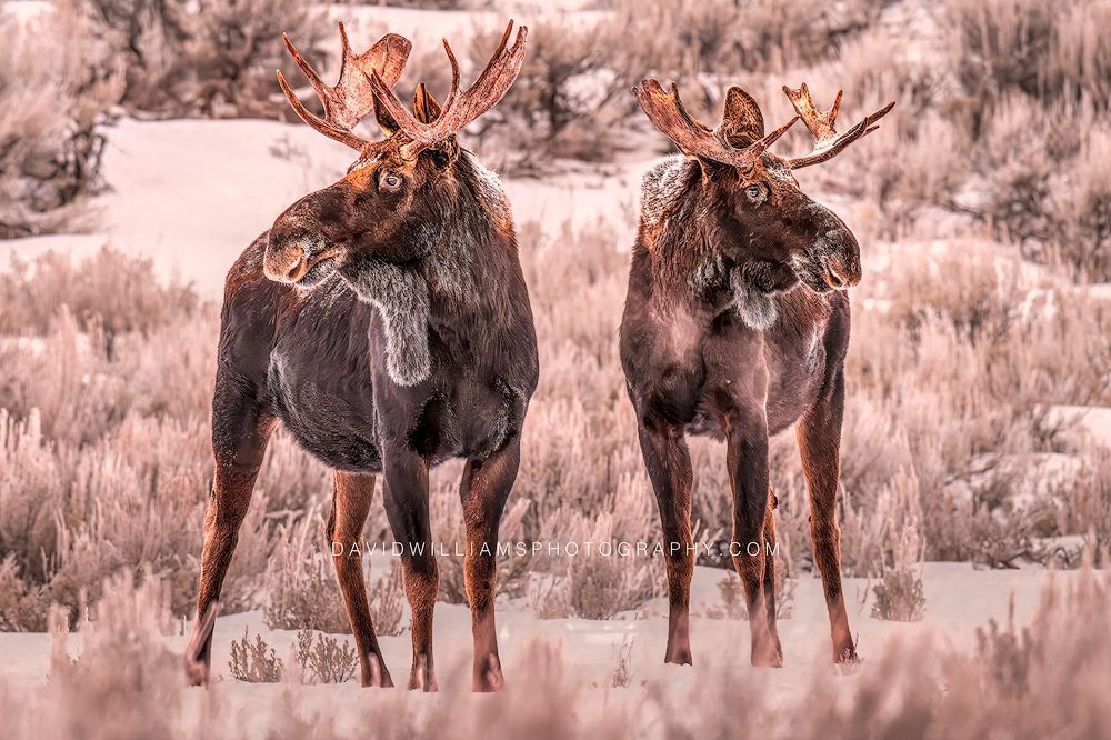 Moose GP 0Z88507 Moose GP 0Z88507