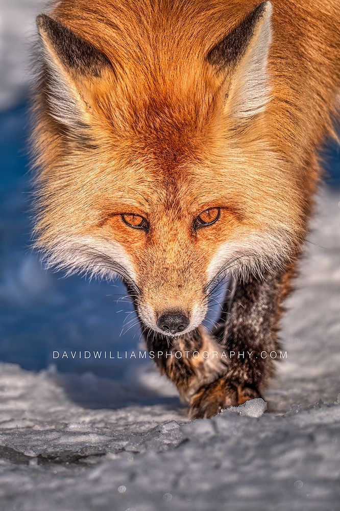 Red Fox S 0Z88842