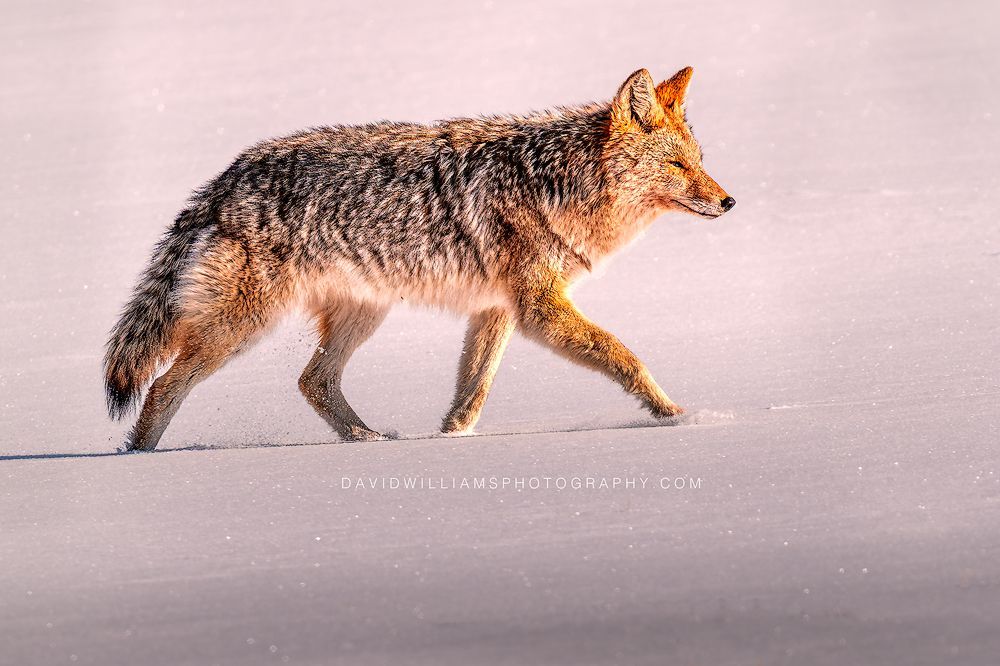 Coyote S 0Z89220EN
