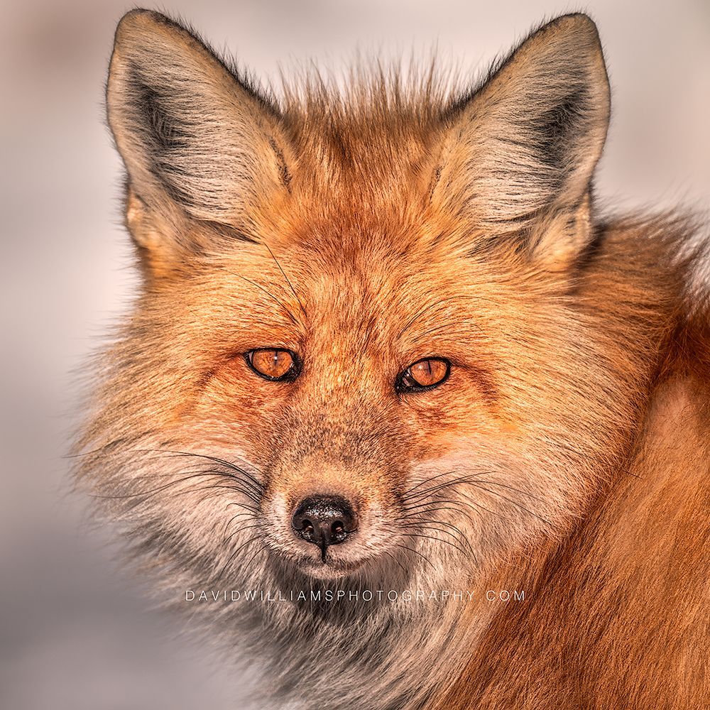 Red Fox S 0Z88916 Red Fox S 0Z88916