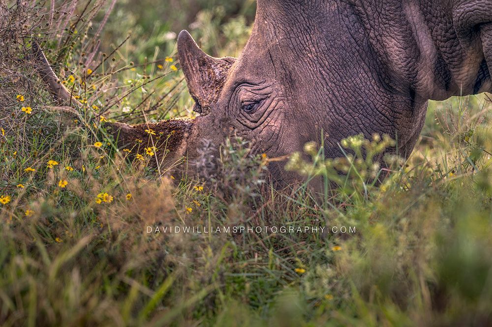 Black Rhino S NZ94704