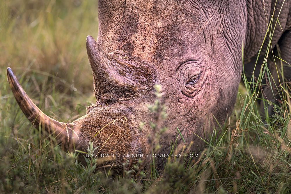 Black Rhino S NZ95016