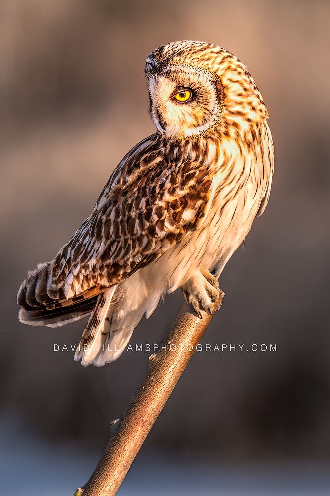 Short-eared Owl S 0Z84932EN Short-eared Owl S 0Z84932EN
