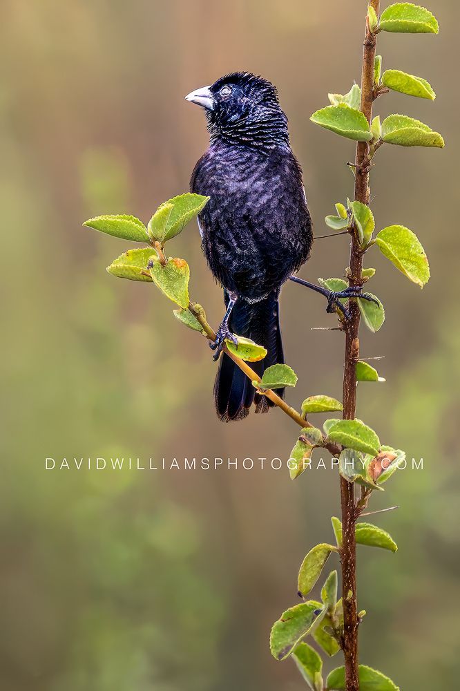 White-winged Widowbird S NZ94666EN White-winged Widowbird S NZ94666EN