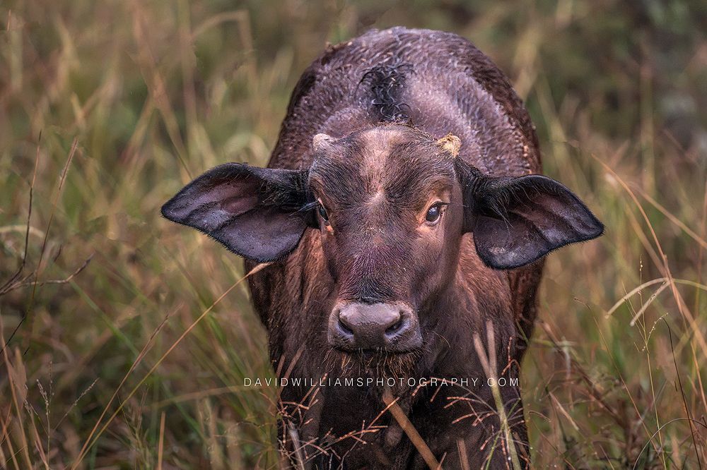 African Buffalo S 0Z89495