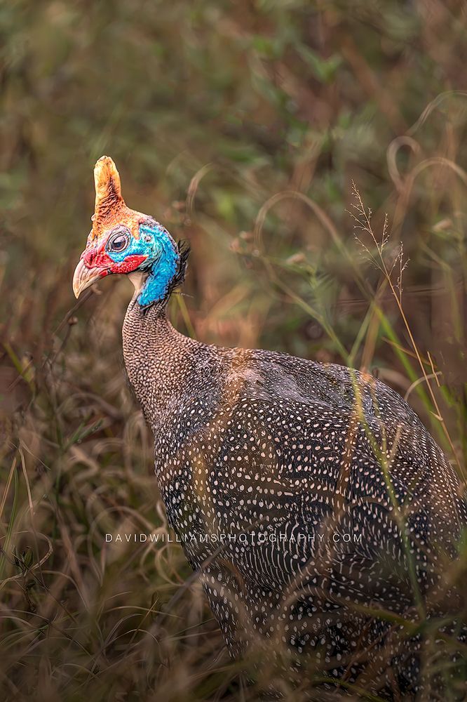 Helmeted Guineafowl S 0Z89469
