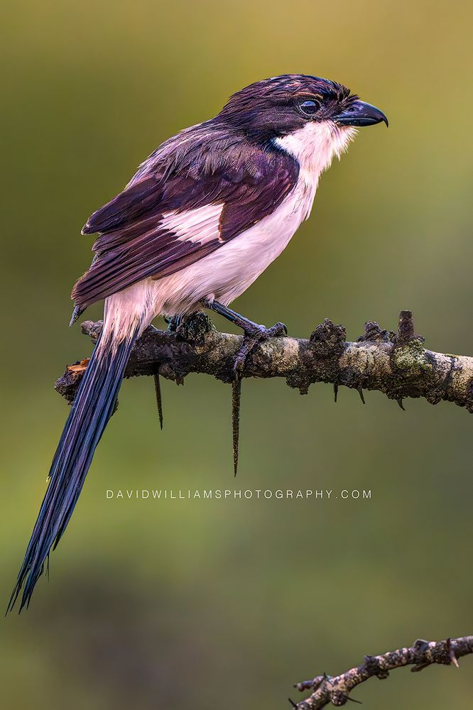 Long-tailed Fiscal S 0Z89498