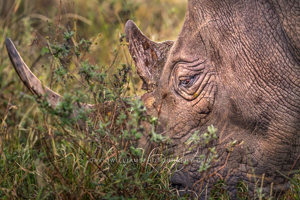 Black Rhino S NZ95076