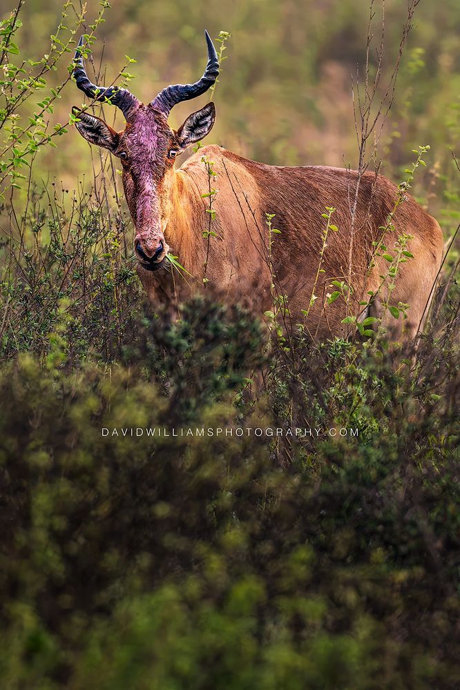 Coke's Hartebeest S 0Z89533EN Coke's Hartebeest S 0Z89533EN
