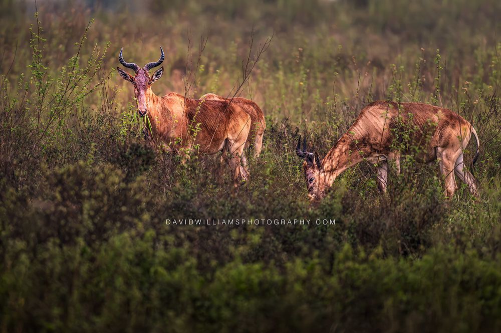 Coke's Hartebeest GP 0Z89528 Coke's Hartebeest GP 0Z89528