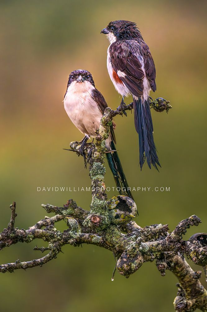 Long-tailed Fiscal GP 0Z89510 Long-tailed Fiscal GP 0Z89510