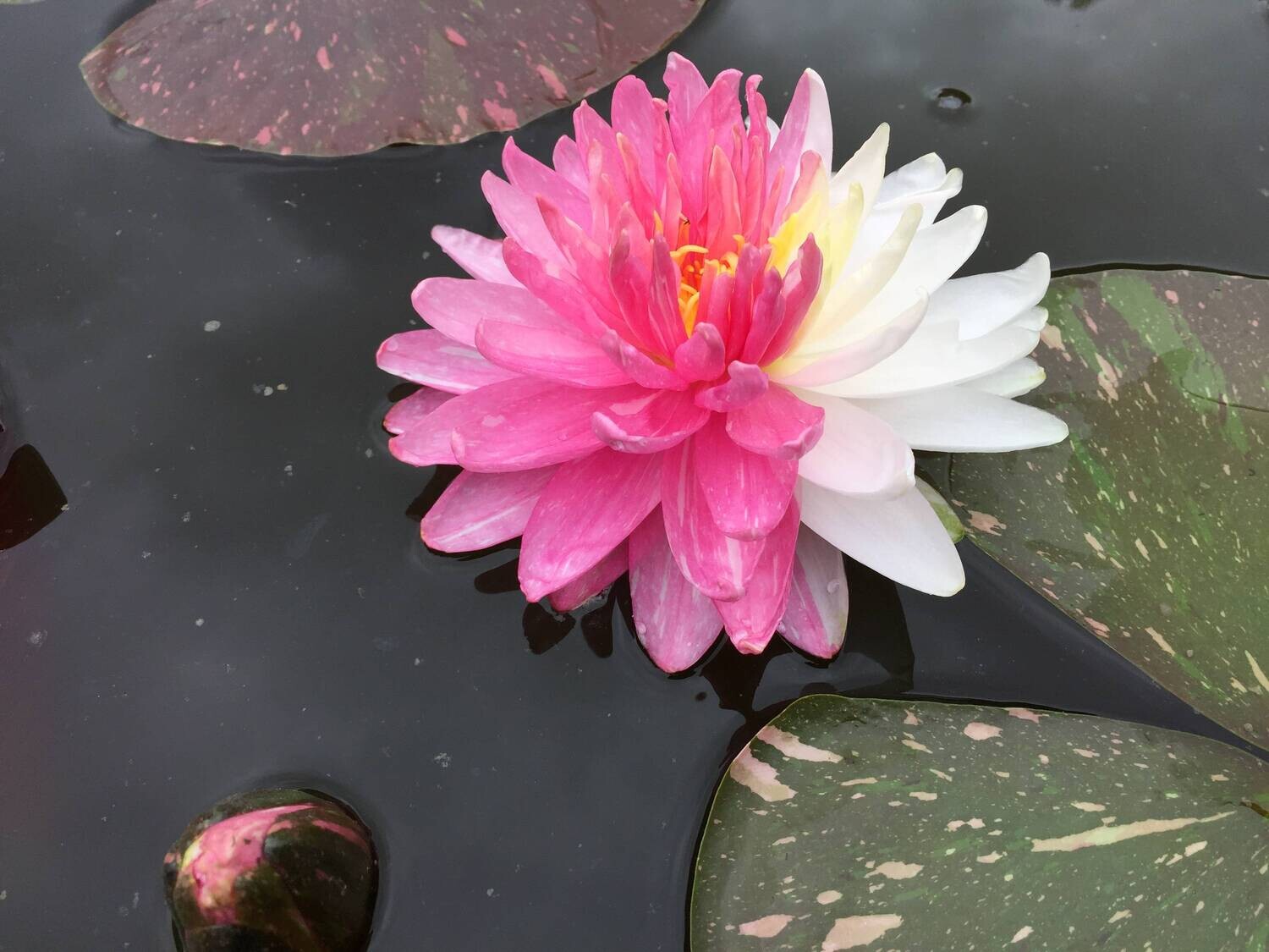 N. 'Painted Pom Pom' Waterlily