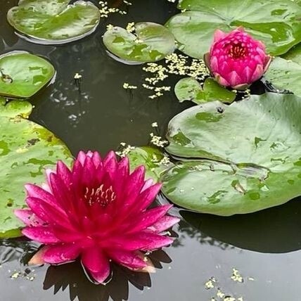 N. 'Reine du Bal' Waterlily