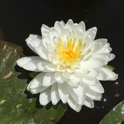 N. ‘Snow Angel’