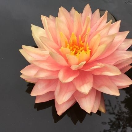 N. "Awesome" Waterlily