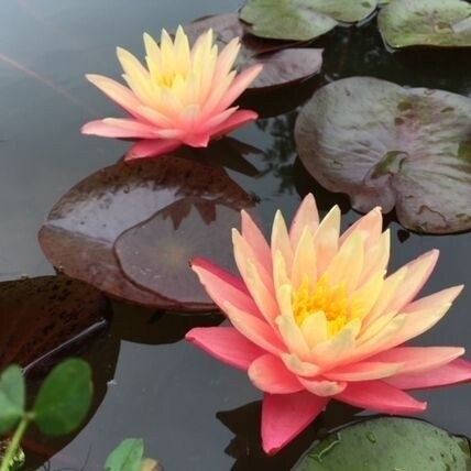 N. 'Gregg's Orange Beauty' Water Lily