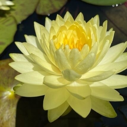 N. &#39;Puttaruksa&#39;