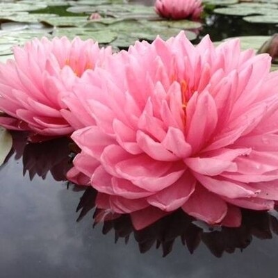 帽子 Water lily Water Lily Headpiece - Etsy