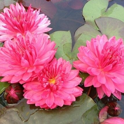 N. &#39;Fuschia Pom Pom&quot;