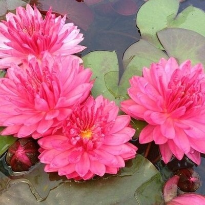 N. &#39;Fuschia Pom Pom&quot;