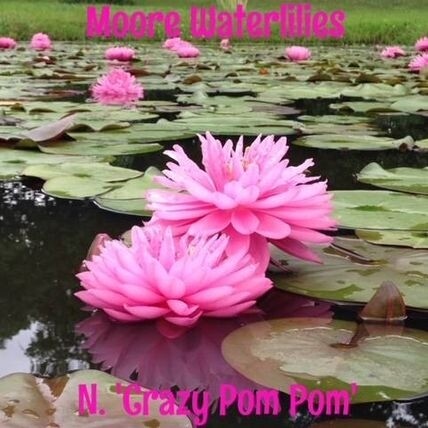 N. 'Crazy Pom Pom' Water Lily