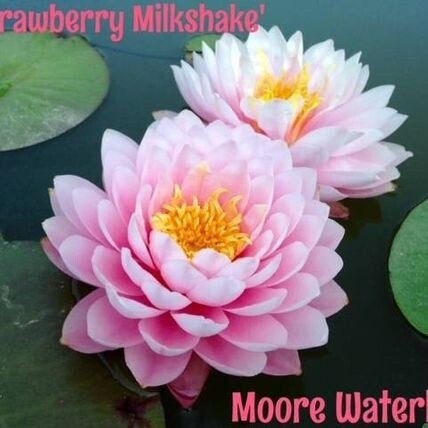 N. 'Strawberry Milkshake' Waterlily