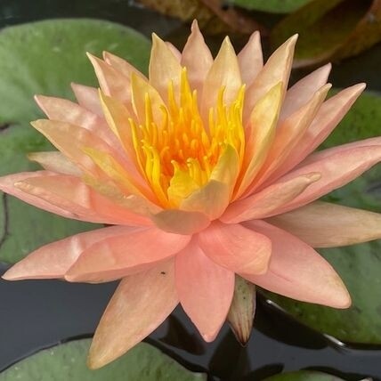 N. &#39;Siam Sunset&#39;
