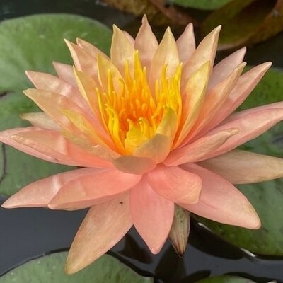 N. &#39;Siam Sunset&#39;