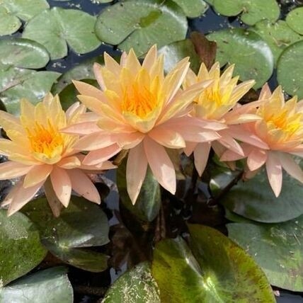 N. 'Siam Sunset' Waterlily