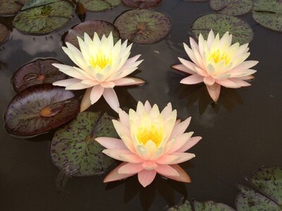 N. 'Pink Lemonade' Waterlily