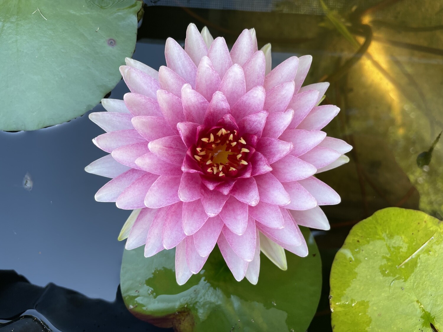 N. ‘Mahasombut’
