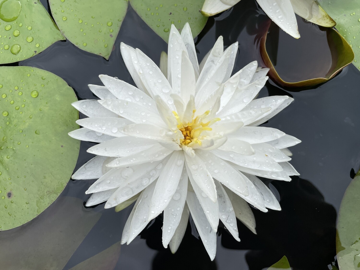 N. ‘Sugar Crystal’ waterlily