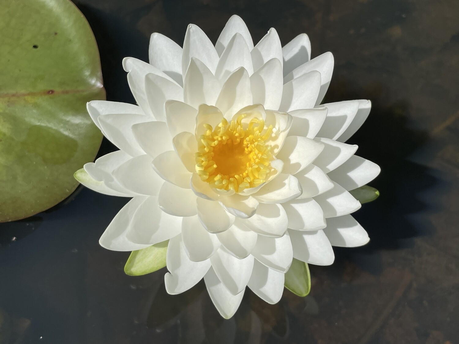 N. ‘Whip Cream’ Waterlily