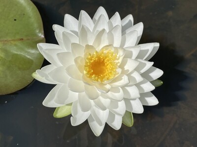 N. ‘Whip Cream’ Waterlily