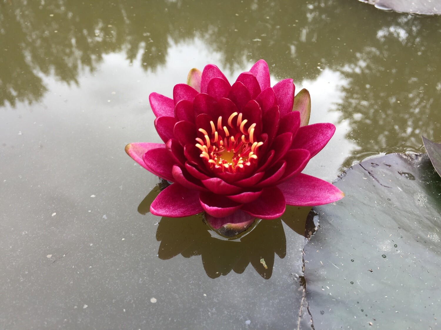 N 'Cranberry' Water Lily