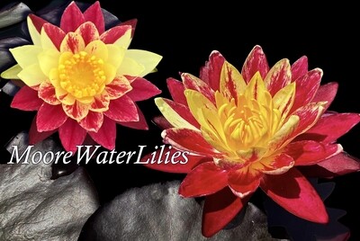'Ring of Fire' Water Lily for sale