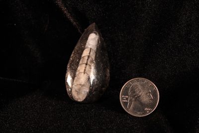 Orthoceras Box