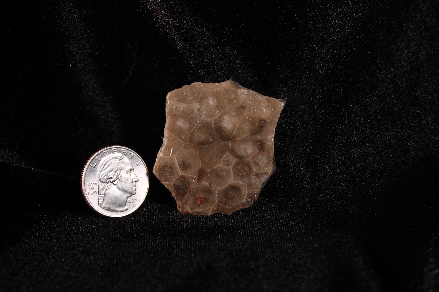 Polished Petoskey Stone Flats, Type: 35 ct.