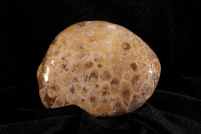 Polished Petoskey Stones