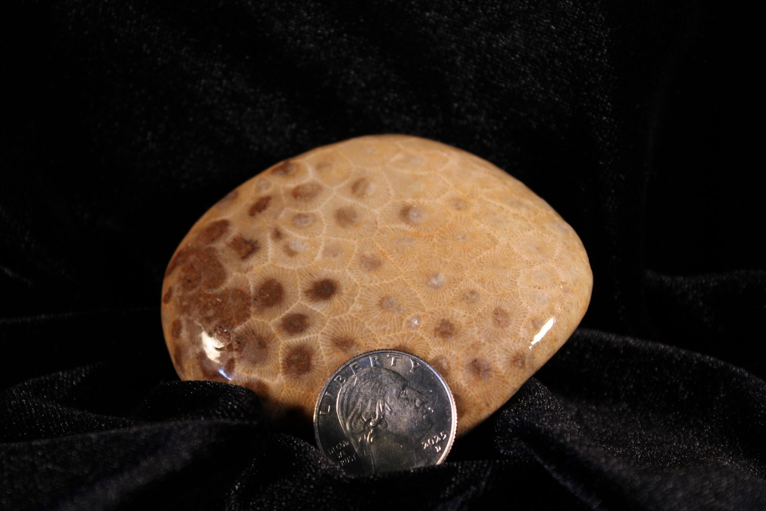 Polished Petoskey Stones, Size: 6.9oz