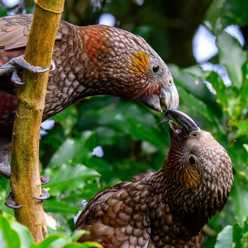 Zealandia Gift Membership - Two Adults