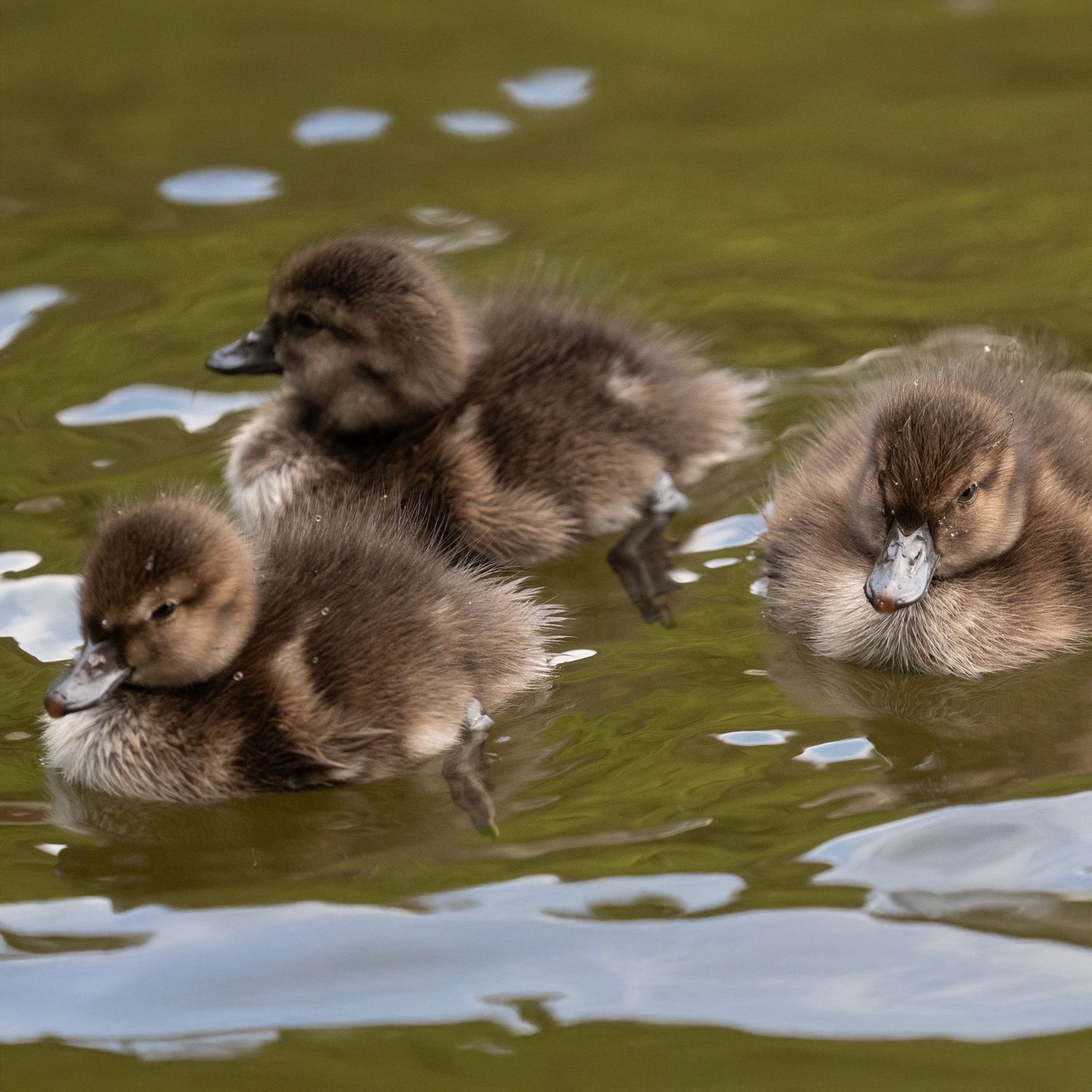 Zealandia Gift Membership - Family