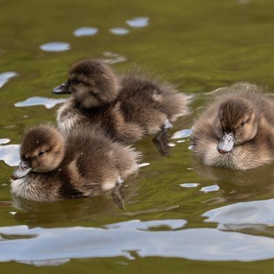 Zealandia Gift Membership - Family