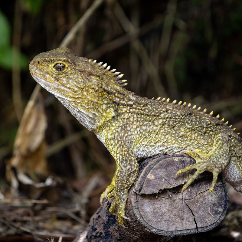 Zealandia Gift Membership - One Adult