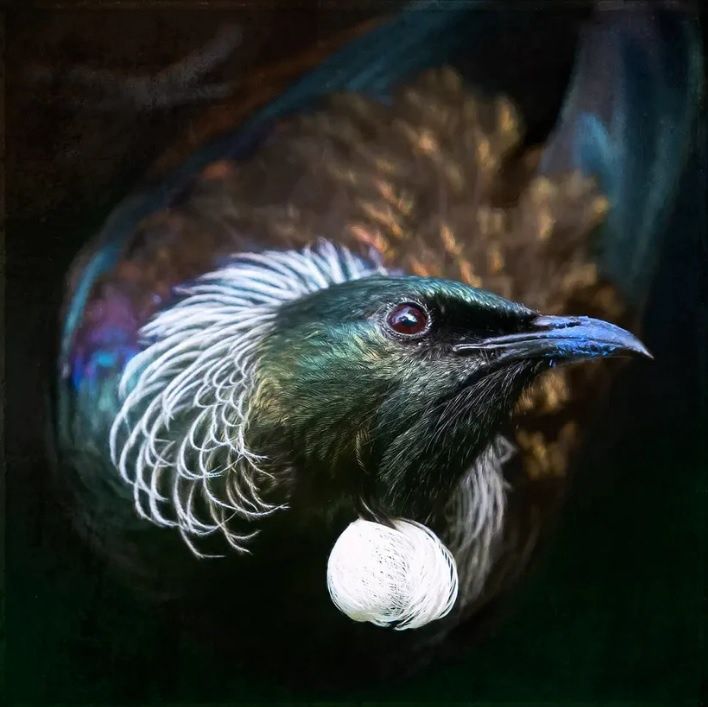 Judi Lapsley Miller Prints - Small, Design: In All His Glory (Tūī)