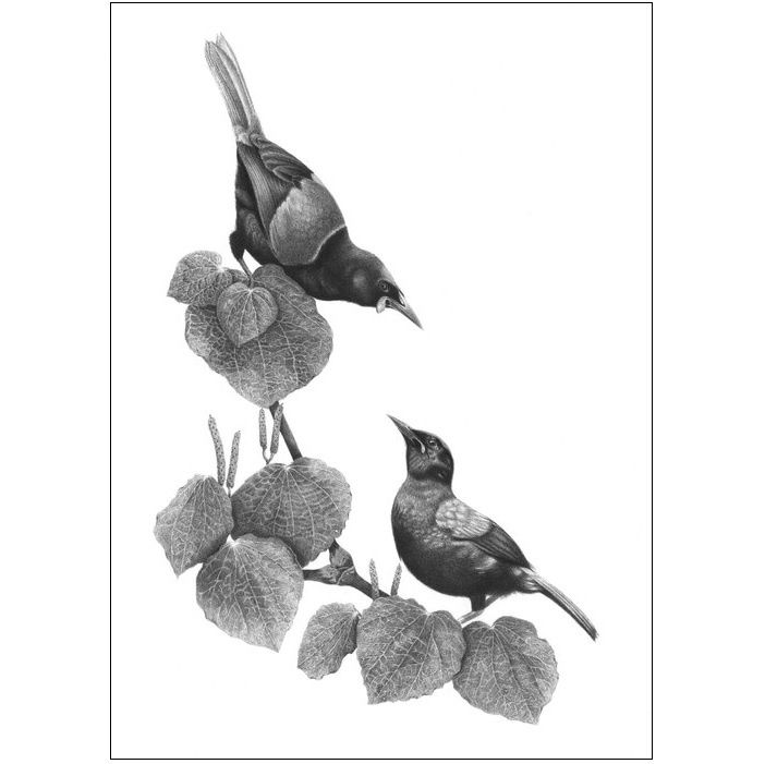 Hannah Shand Prints, Design: Tieke Aroha, Frame: Unframed, Size: A3