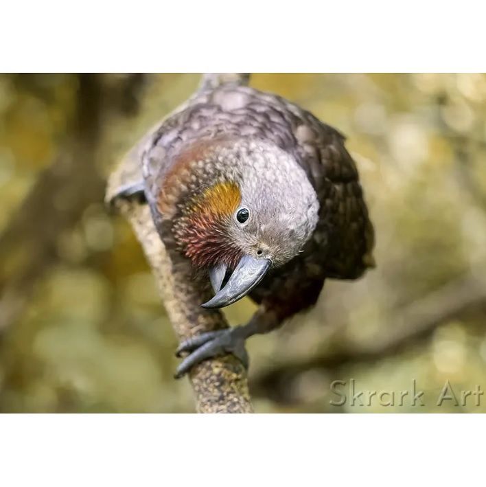 Judi Lapsley Miller Skrark Art Photography, Design: Curious Kākā
