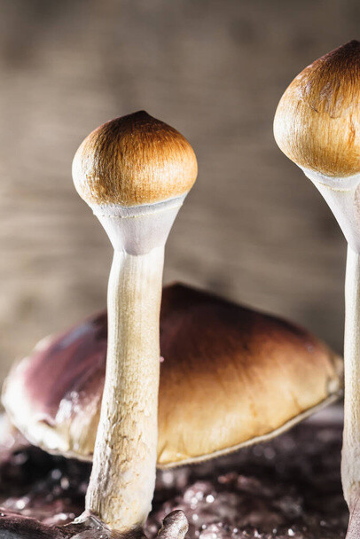 Microscopy Kit - Psilocybe Cubensis (B+) - Spores 10 ML