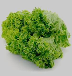 Lechuga riza